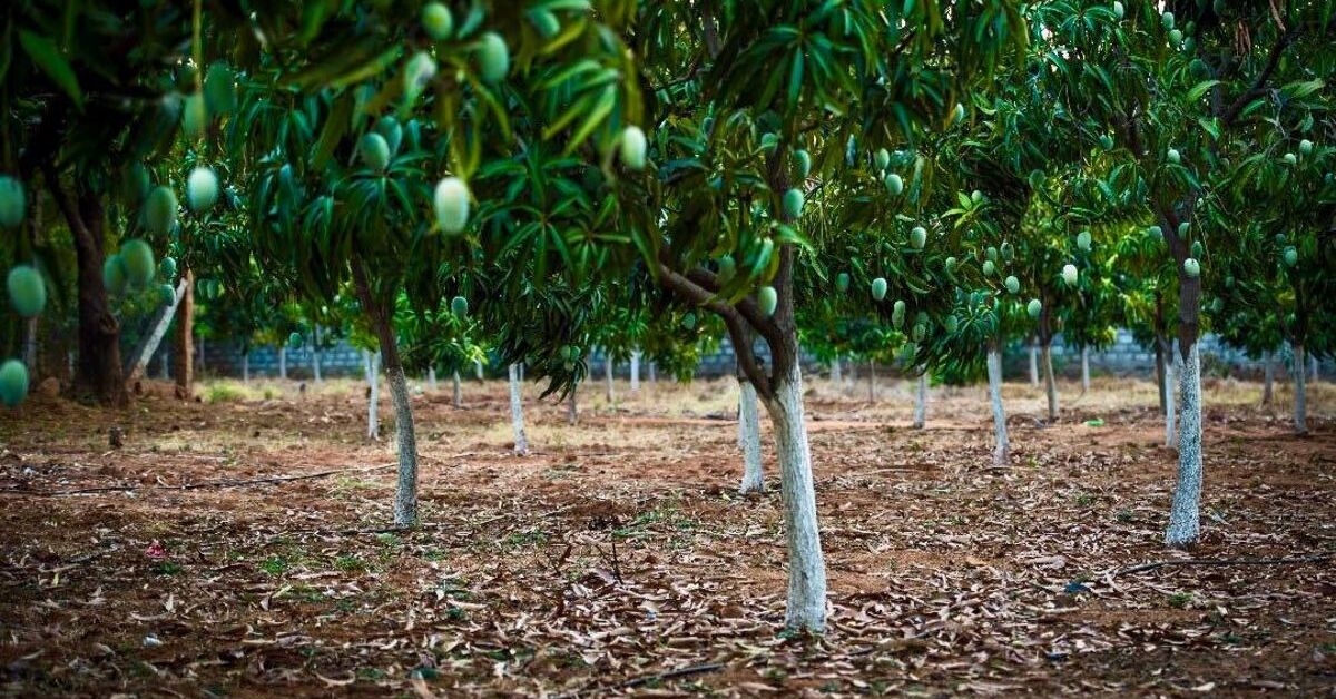 Mango Orchard
